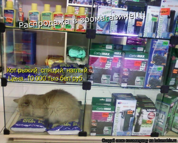 Кот рыжий, спящий, наглый. Цена: 10 000 тыс бел руб Распродажа в зоомагазине!!!!... Котоматрица: Кот рыжий, спящий, наглый. Цена: 10 000 тыс бел руб Распродажа в зоомагазине!!!!