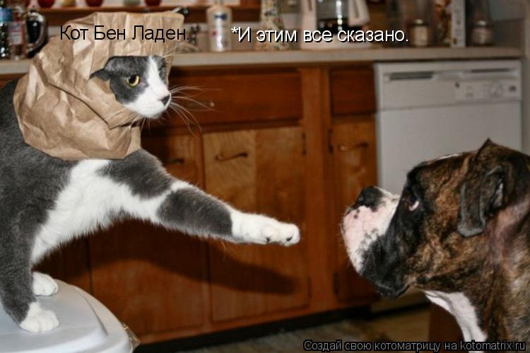Кот Бен Ладен. *И этим все сказано.... Котоматрица: Кот Бен Ладен. *И этим все сказано.
