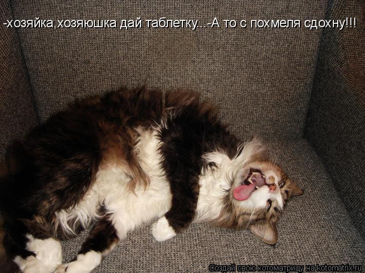 -хозяйка,хозяюшка дай таблетку...-А то с похмеля сдохну!!!... Котоматрица: -хозяйка,хозяюшка дай таблетку...-А то с похмеля сдохну!!!