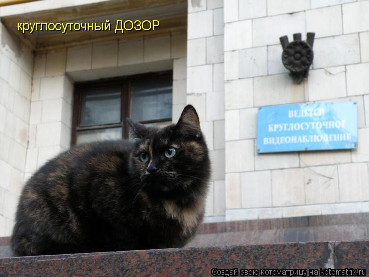 круглосуточный ДОЗОР... Котоматрица: круглосуточный ДОЗОР
