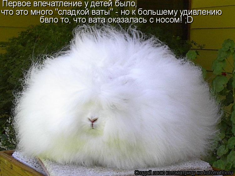 Первое впечатление у детей было, что это много "сладкой ваты" - но к большему удивлению бвло то, что... Котоматрица: Первое впечатление у детей было, что это много "сладкой ваты" - но к большему удивлению бвло то, что вата оказалась с носом! ;D
