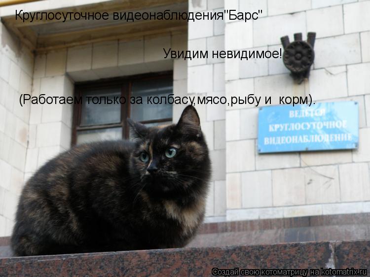 Круглосуточное видеонаблюдения"Барс" (Работаем только за колбасу,мясо,рыбу и корм). Увидим невидимое... Котоматрица: Круглосуточное видеонаблюдения"Барс" (Работаем только за колбасу,мясо,рыбу и корм). Увидим невидимое!
