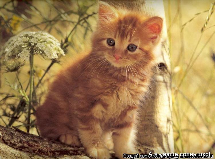А я - ваше солнышко! А я - ваше солнышко!... Котоматрица: А я - ваше солнышко! А я - ваше солнышко!