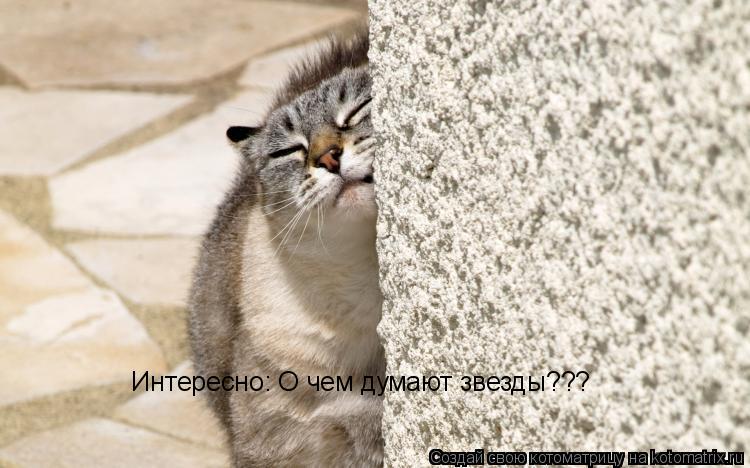 Интересно: О чем думают звезды???... Котоматрица: Интересно: О чем думают звезды???