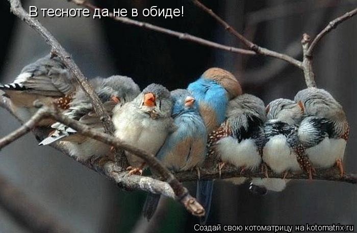 В тесноте да не в обиде!... Котоматрица: В тесноте да не в обиде!