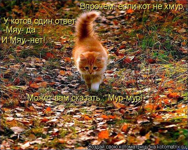 У котов один ответ -Мяу- да И Мяу -нет! Впрочем, если кот не хмур, Может вам сказать :"Мур-мур!"... Котоматрица: У котов один ответ -Мяу- да И Мяу -нет! Впрочем, если кот не хмур, Может вам сказать :"Мур-мур!"