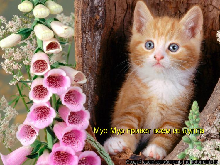 Мур Мур привет всем из дупла... Котоматрица: Мур Мур привет всем из дупла