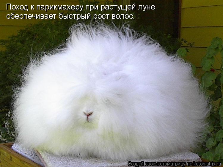 Поход к парикмахеру при растущей луне обеспечивает быстрый рост волос.... Котоматрица: Поход к парикмахеру при растущей луне обеспечивает быстрый рост волос.