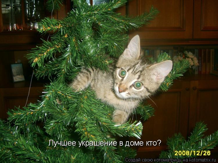 Лучшее украшение в доме кто?... Котоматрица: Лучшее украшение в доме кто?