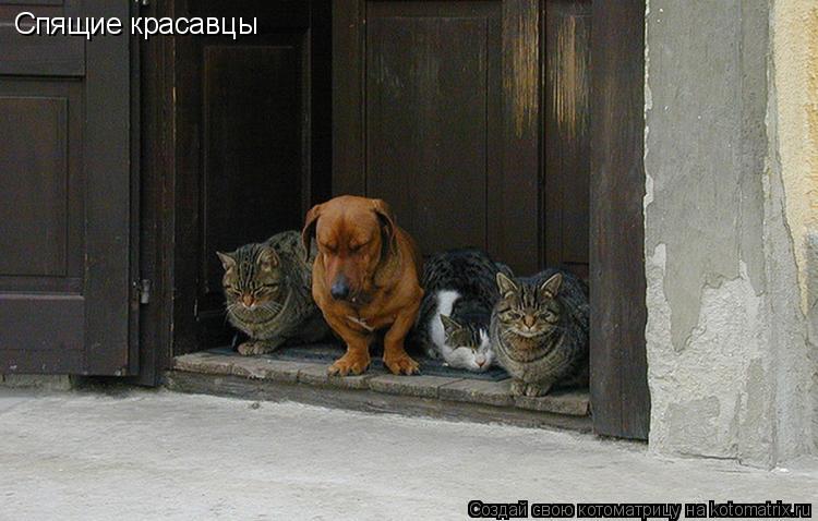 Спящие красавцы... Котоматрица: Спящие красавцы