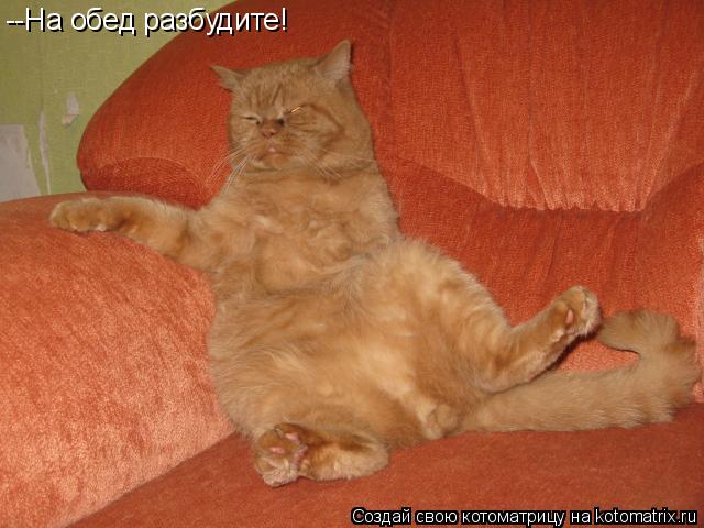--На обед разбудите!... Котоматрица: --На обед разбудите!