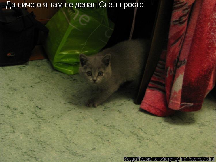--Да ничего я там не делал!Спал просто!... Котоматрица: --Да ничего я там не делал!Спал просто!