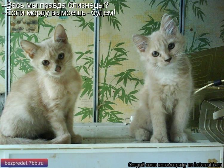 --Вась,мы правда близнецы? --Если морду вымоешь--будем!... Котоматрица: --Вась,мы правда близнецы? --Если морду вымоешь--будем!