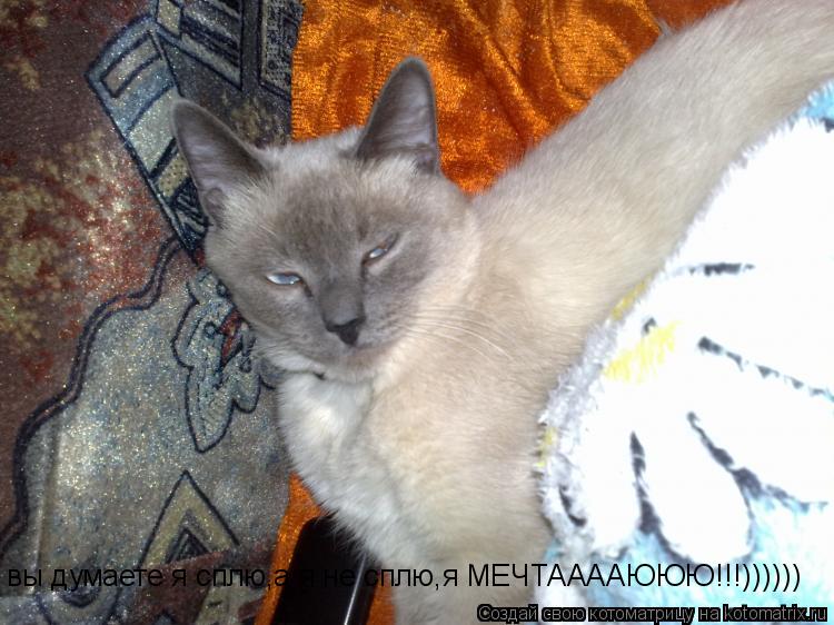 вы думаете я сплю,а я не сплю,я МЕЧТААААЮЮЮ!!!))))))... Котоматрица: вы думаете я сплю,а я не сплю,я МЕЧТААААЮЮЮ!!!))))))