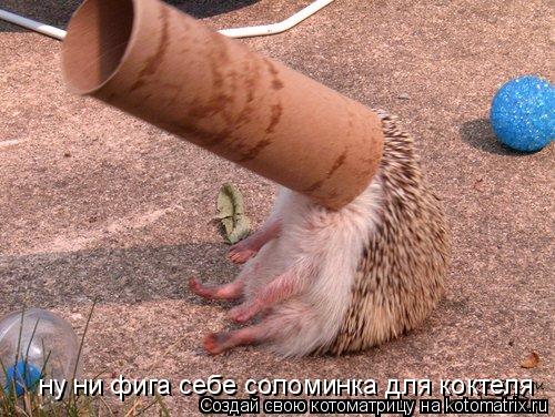 ну ни фига себе соломинка для коктеля... Котоматрица: ну ни фига себе соломинка для коктеля