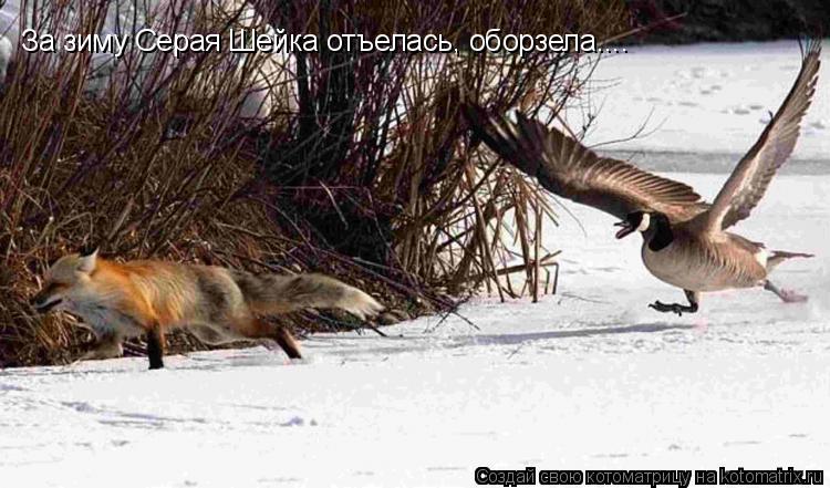 За зиму Серая Шейка отъелась, оборзела....... Котоматрица: За зиму Серая Шейка отъелась, оборзела....