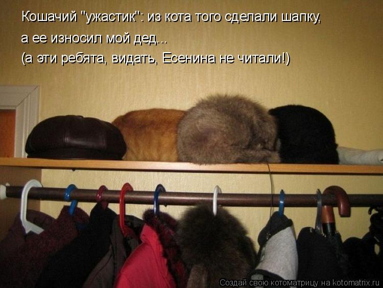 Кошачий "ужастик": из кота того сделали шапку, а ее износил мой дед... (а эти ребята, видать, Есенина... Котоматрица: Кошачий "ужастик": из кота того сделали шапку, а ее износил мой дед... (а эти ребята, видать, Есенина не читали!)