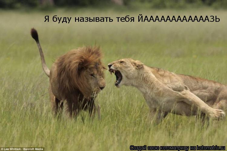 Я буду называть тебя ЙААААААААААААЗЬ... Котоматрица: Я буду называть тебя ЙААААААААААААЗЬ