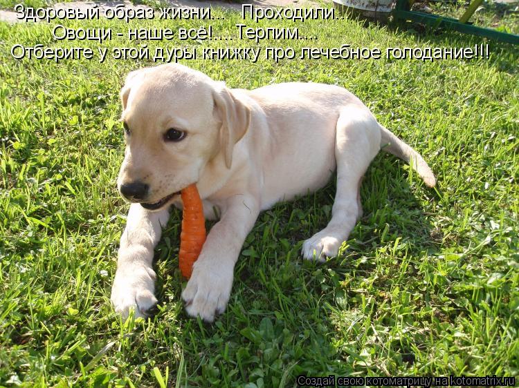 Здоровый образ жизни... Овощи - наше всё!.... Отберите у этой дуры книжку про лечебное голодание!!! ... Котоматрица: Здоровый образ жизни... Овощи - наше всё!.... Отберите у этой дуры книжку про лечебное голодание!!! Проходили... Терпим....