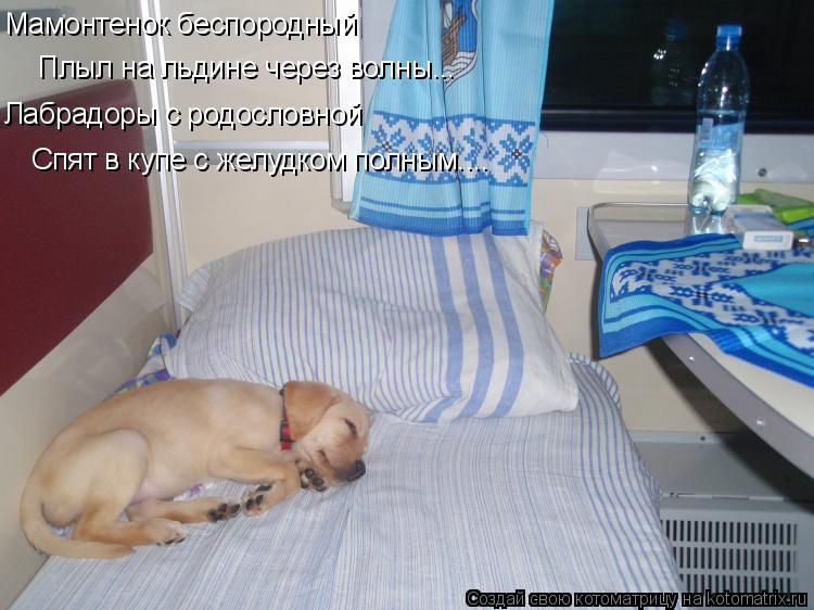 Мамонтенок беспородный Плыл на льдине через волны... Лабрадоры с родословной Спят в купе с желудком... Котоматрица: Мамонтенок беспородный Плыл на льдине через волны... Лабрадоры с родословной Спят в купе с желудком полным....