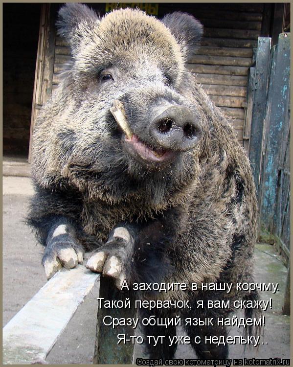 А заходите в нашу корчму. Такой первачок, я вам скажу! Сразу общий язык найдем! Я-то тут уже с недель... Котоматрица: А заходите в нашу корчму. Такой первачок, я вам скажу! Сразу общий язык найдем! Я-то тут уже с недельку...