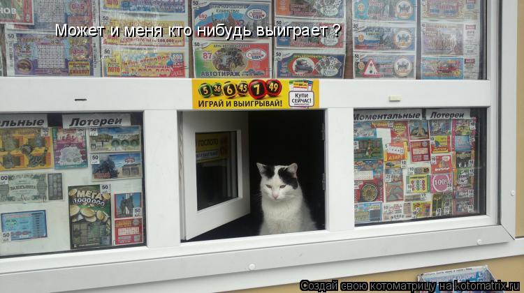 Может и меня кто нибудь выиграет ?... Котоматрица: Может и меня кто нибудь выиграет ?