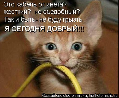 Это кабель от инета? жесткий? не съедобный? Так и быть- не буду грызть Я СЕГОДНЯ ДОБРЫЙ!!!... Котоматрица: Это кабель от инета? жесткий? не съедобный? Так и быть- не буду грызть Я СЕГОДНЯ ДОБРЫЙ!!!