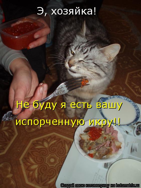 Э, хозяйка! Не буду я есть вашу испорченную икру!!... Котоматрица: Э, хозяйка! Не буду я есть вашу испорченную икру!!