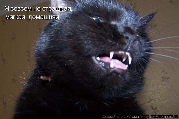 Я совсем не страшная, мягкая, домашняя...... Котоматрица: Я совсем не страшная, мягкая, домашняя...