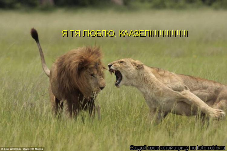 Я ТЯ ЛЮБЛЮ, КААЗЕЛ!!!!!!!!!!!!!!!!... Котоматрица: Я ТЯ ЛЮБЛЮ, КААЗЕЛ!!!!!!!!!!!!!!!!