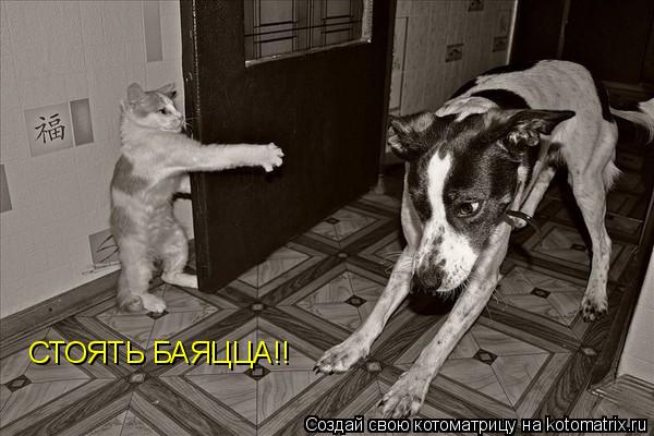 СТОЯТЬ БАЯЦЦА!!... Котоматрица: СТОЯТЬ БАЯЦЦА!!