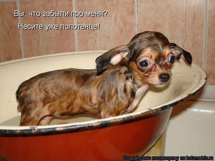 Вы, что забыли про меня? Несите уже полотенце!... Котоматрица: Вы, что забыли про меня? Несите уже полотенце!