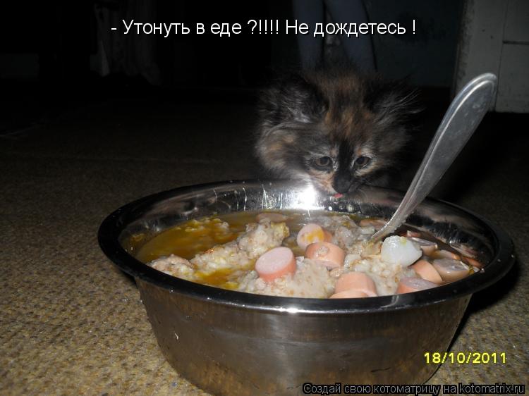 - Утонуть в еде ?!!!! Не дождетесь !... Котоматрица: - Утонуть в еде ?!!!! Не дождетесь !