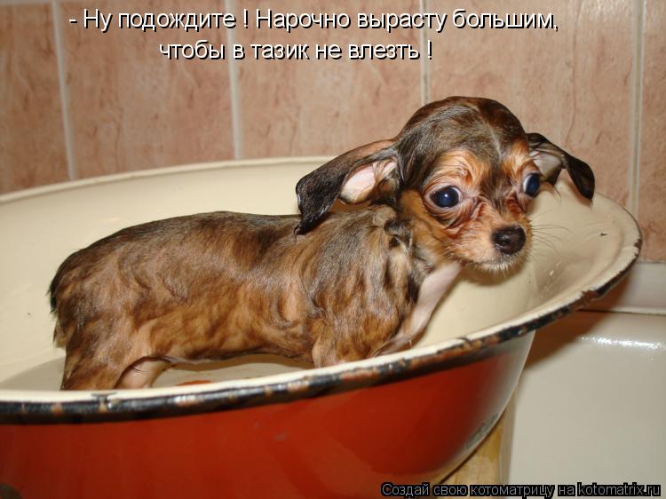 - Ну подождите ! Нарочно вырасту большим, чтобы в тазик не влезть !... Котоматрица: - Ну подождите ! Нарочно вырасту большим, чтобы в тазик не влезть !