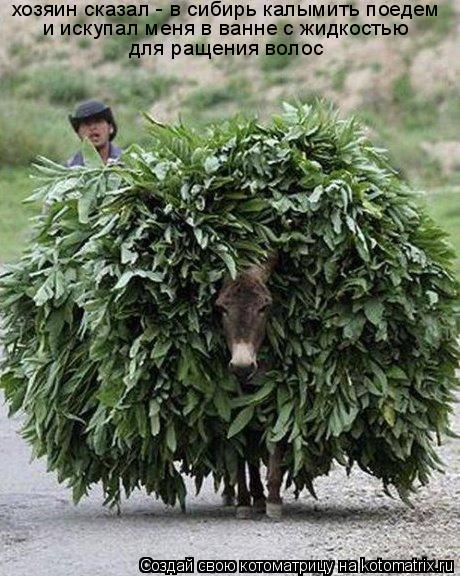 хозяин сказал - в сибирь калымить поедем и искупал меня в ванне с жидкостью для ращения волос... Котоматрица: хозяин сказал - в сибирь калымить поедем и искупал меня в ванне с жидкостью для ращения волос