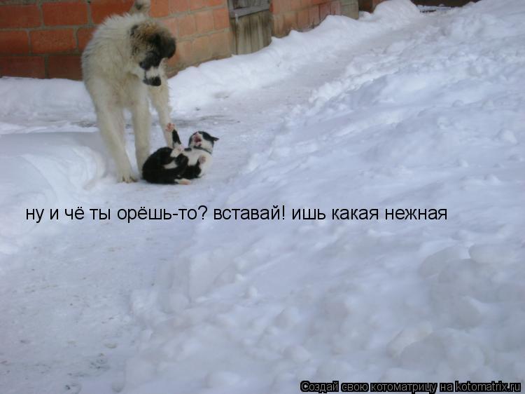 ну и чё ты орёшь-то? вставай! ишь какая нежная... Котоматрица: ну и чё ты орёшь-то? вставай! ишь какая нежная