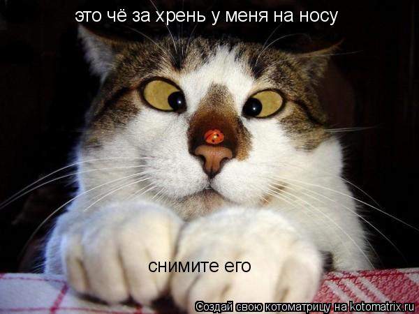 это чё за хрень у меня на носу снимите его... Котоматрица: это чё за хрень у меня на носу снимите его