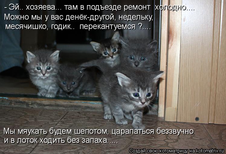 - Эй.. хозяева... там в подъезде ремонт холодно.... Можно мы у вас денёк-другой, недельку, месячишк... Котоматрица: - Эй.. хозяева... там в подъезде ремонт холодно.... Можно мы у вас денёк-другой, недельку, месячишко, годик.. перекантуемся ?.... Мы мяукать будем