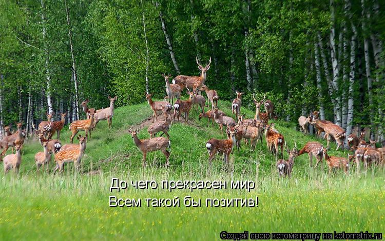 До чего прекрасен мир Всем такой бы позитив!... Котоматрица: До чего прекрасен мир Всем такой бы позитив!