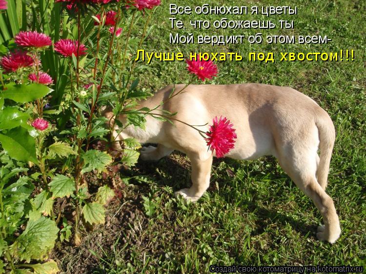 Все обнюхал я цветы Те, что обожаешь ты Мой вердикт об этом всем- Лучше нюхать под хвостом!!!... Котоматрица: Все обнюхал я цветы Те, что обожаешь ты Мой вердикт об этом всем- Лучше нюхать под хвостом!!!