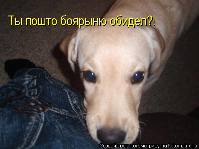 Ты пошто боярыню обидел?!... Котоматрица: Ты пошто боярыню обидел?!