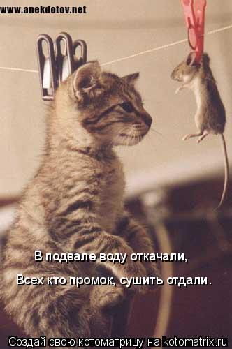 В подвале воду откачали, Всех кто промок, сушить отдали.... Котоматрица: В подвале воду откачали, Всех кто промок, сушить отдали.