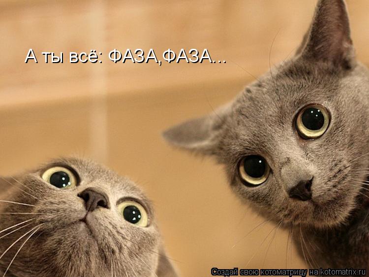 А ты всё: ФАЗА,ФАЗА...... Котоматрица: А ты всё: ФАЗА,ФАЗА...