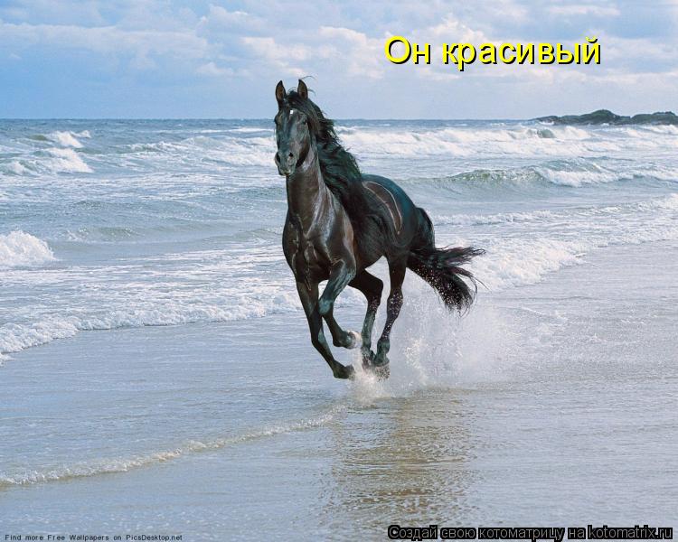 Он красивый... Котоматрица: Он красивый