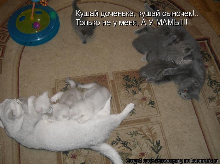 Кушай доченька, кушай сыночек!.. Только не у меня, А У МАМЫ!!!... Котоматрица: Кушай доченька, кушай сыночек!.. Только не у меня, А У МАМЫ!!!