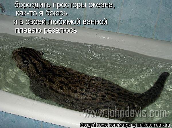 бороздить просторы океана, как-то я боюсь я в своей любимой ванной плаваю.резвлюсь... Котоматрица: бороздить просторы океана, как-то я боюсь я в своей любимой ванной плаваю.резвлюсь