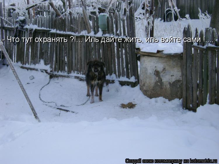- Что тут охранять ?!... Иль дайте жить, иль войте сами !....... Котоматрица: - Что тут охранять ?!... Иль дайте жить, иль войте сами !....
