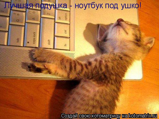 Лучшая подушка - ноутбук под ушко!... Котоматрица: Лучшая подушка - ноутбук под ушко!