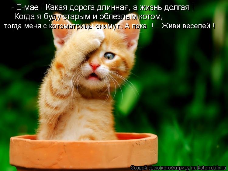 - Е-мае ! Какая дорога длинная, а жизнь долгая ! Когда я буду старым и облезлым котом, тогда меня с к... Котоматрица: - Е-мае ! Какая дорога длинная, а жизнь долгая ! Когда я буду старым и облезлым котом, тогда меня с котоматрицы снимут.. А пока !... Живи веселей !