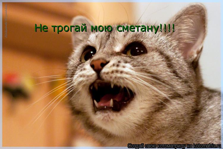 Не трогай мою сметану!!!!... Котоматрица: Не трогай мою сметану!!!!
